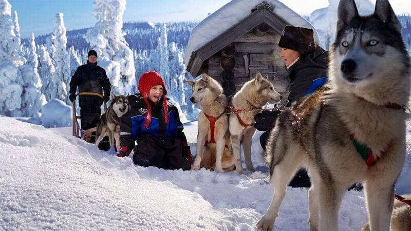 Rovaniemi: Family Friendly Husky Ride and Farm Visit - Itinerary