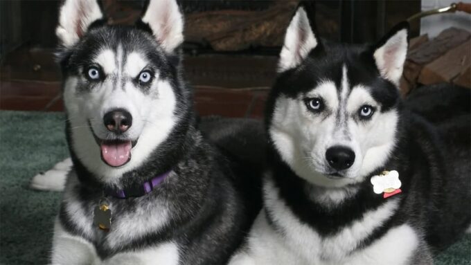 Rovaniemi: Family Friendly Husky Ride and Farm Visit - Frequently Asked Questions