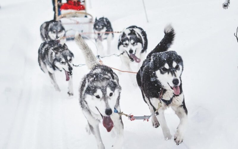Rovaniemi: Family-Friendly Husky Sled Ride and Farm Visit - Overview of the Husky Sled Ride Experience