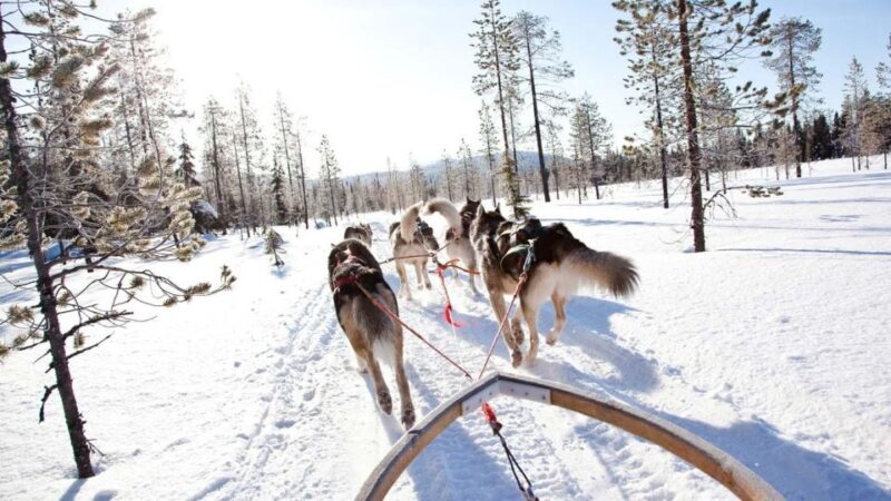 Rovaniemi: Family-Friendly Husky Sled Ride and Farm Visit - Transportation and Pickup Details
