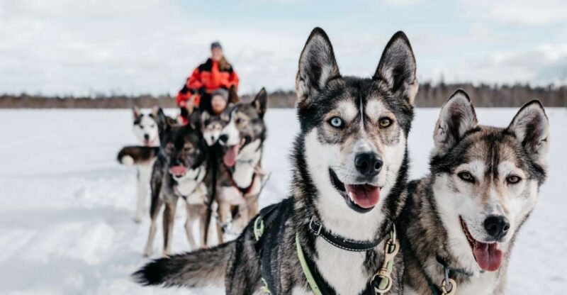 Rovaniemi: Family-Friendly Husky Sled Ride and Farm Visit - Frequently Asked Questions