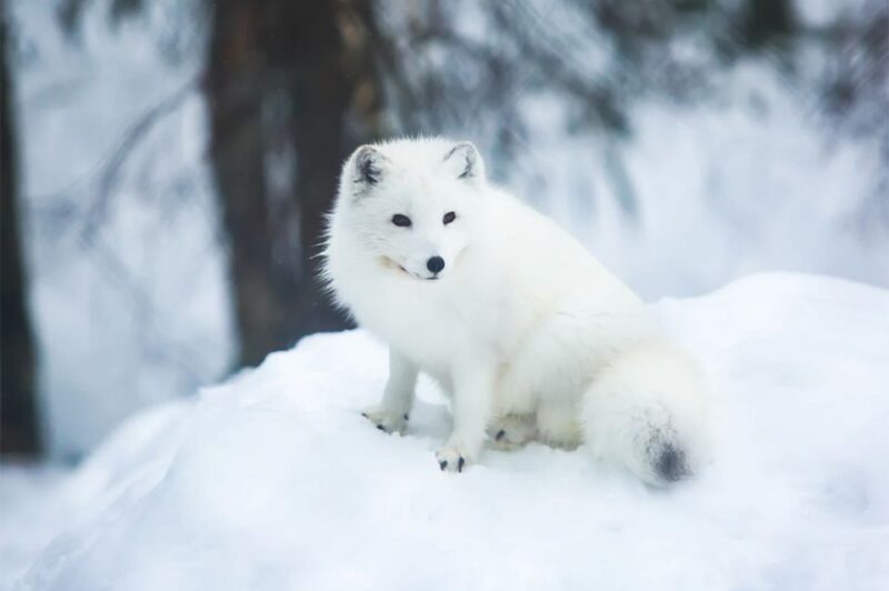 Rovaniemi: Full-Day Highlights Tour With Buffet Lunch - Tour Overview and Pricing