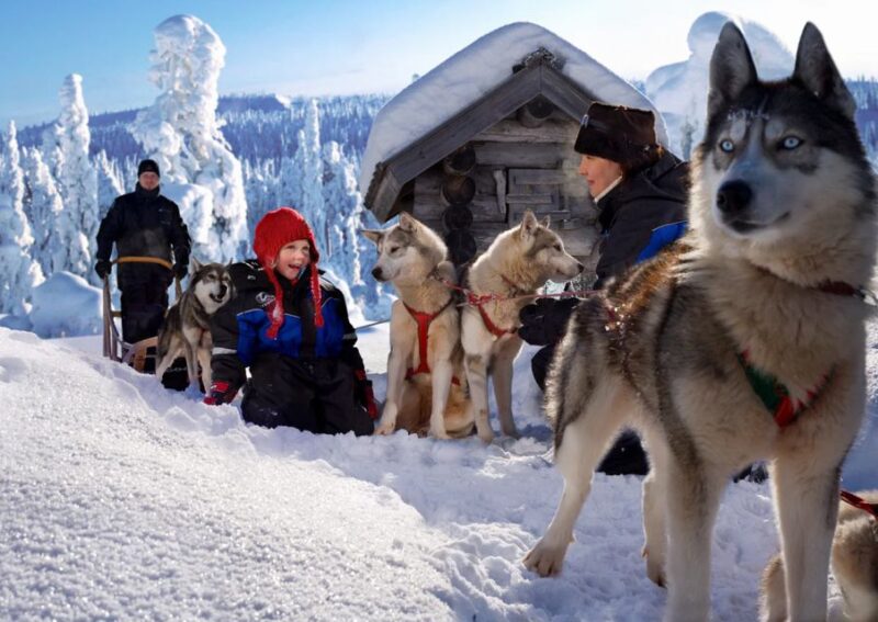 Rovaniemi: Full-Day Highlights Tour With Buffet Lunch - Customer Reviews Summary