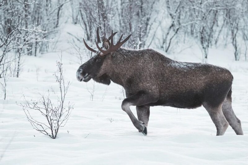 Rovaniemi: Full-Day Highlights Tour With Buffet Lunch - Scenic Views at Ounasvaara Hill