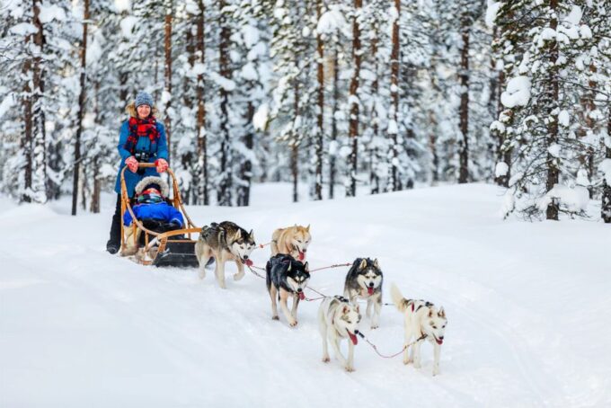Rovaniemi: Full-Day Highlights Tour With Buffet Lunch - Arctic Circle Crossing