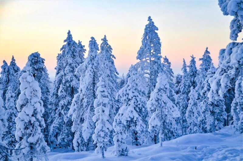 Rovaniemi: Guided Wilderness Snowmobile Ride - Activity Overview