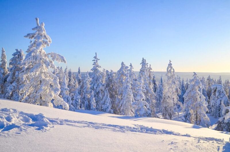 Rovaniemi: Guided Wilderness Snowmobile Ride - Snowmobile Driving