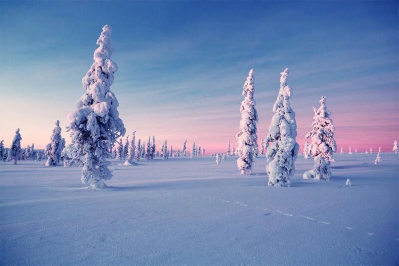 Rovaniemi: Half-Day Snowmobile & Ice Fishing Experience - Overview of the Experience