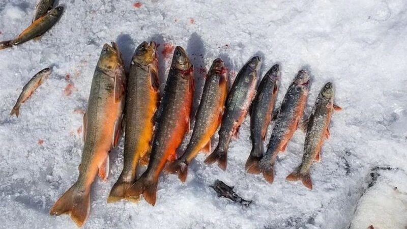 Rovaniemi: Half-Day Snowmobile & Ice Fishing Experience - Frozen Lake Ice Fishing