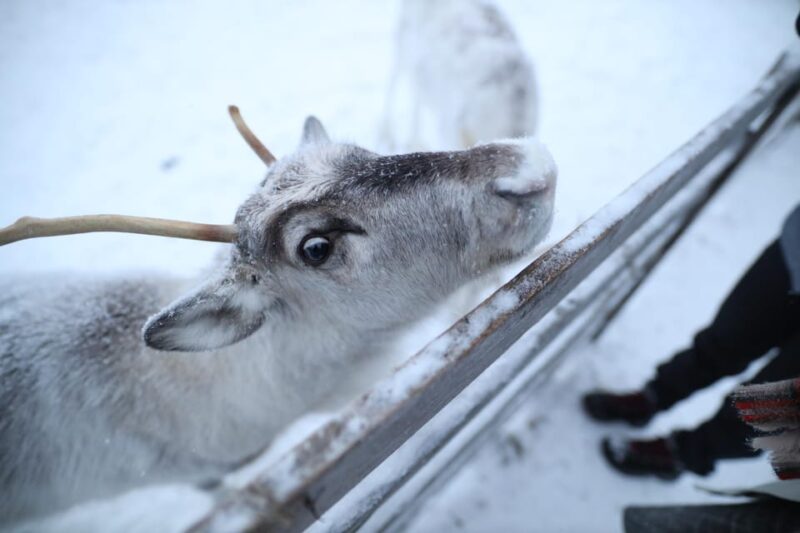 Rovaniemi Highlight Husky, Reindeers Sledge Ride Santa Claus - Good To Know