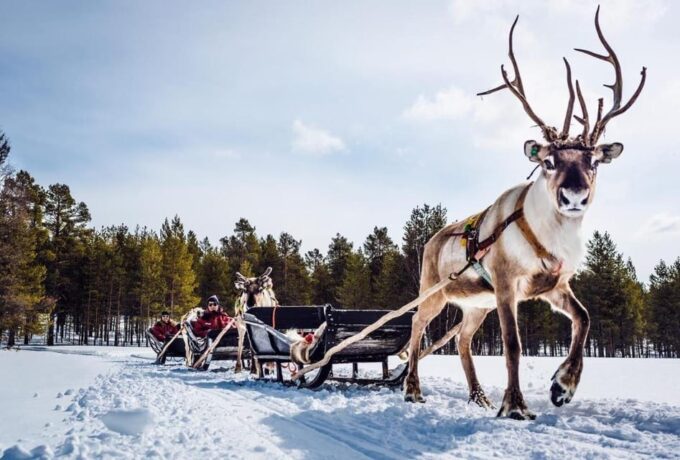 Rovaniemi Highlight Husky, Reindeers Sledge Ride Santa Claus - Meeting Santa Claus