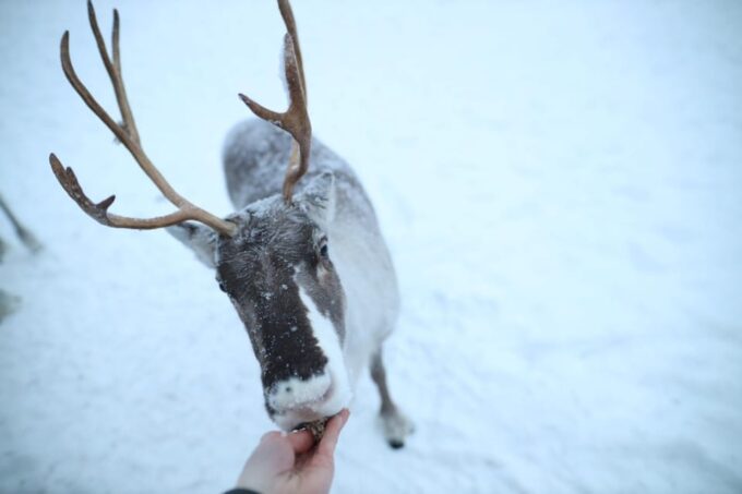 Rovaniemi Highlight Husky, Reindeers Sledge Ride Santa Claus - Frequently Asked Questions