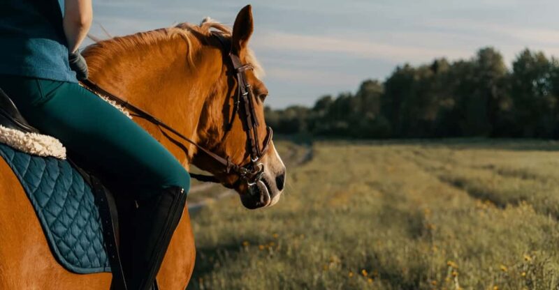 Rovaniemi: Horse Riding in Arctic Wilderness - Experience Details