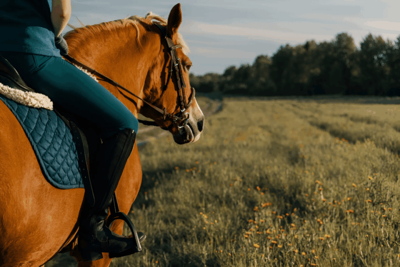Rovaniemi: Horse Riding in Arctic Wilderness - What to Bring and Not Allowed