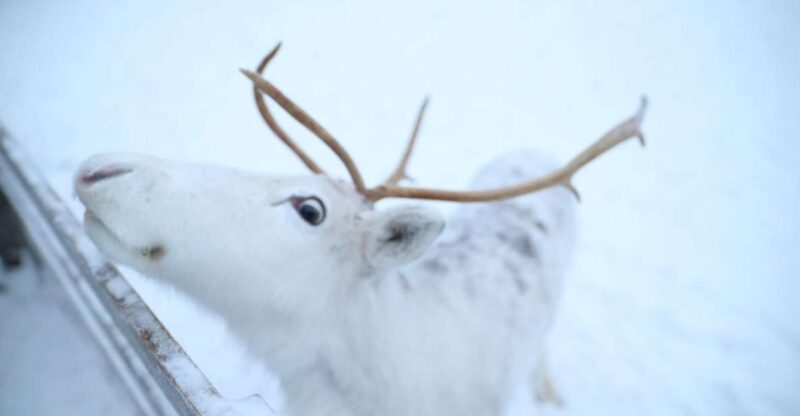Rovaniemi: Husky and Reindeer Farm Visit With Sleigh Rides - Itinerary Details