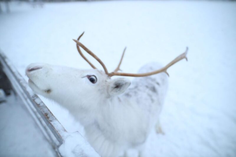 Rovaniemi: Husky and Reindeer Farm Visit With Sleigh Rides - Included in the Tour
