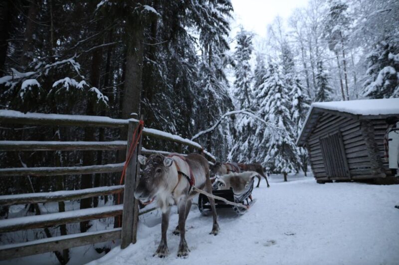 Rovaniemi: Husky and Reindeer Farm Visit With Sleigh Rides - Customer Feedback