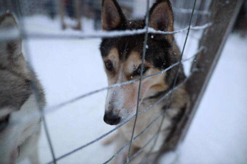 Rovaniemi: Husky and Reindeer Farm Visit With Sleigh Rides - Husky Park Experience