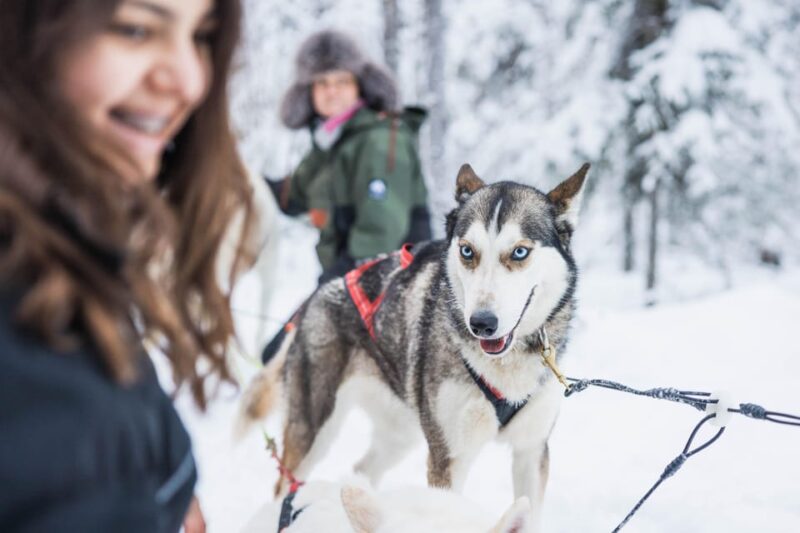 Rovaniemi: Husky Hugging and Sleigh Ride Adventure - Experience Highlights