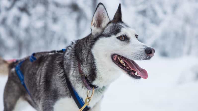 Rovaniemi: Husky Hugging and Sleigh Ride Adventure - Meeting Locations