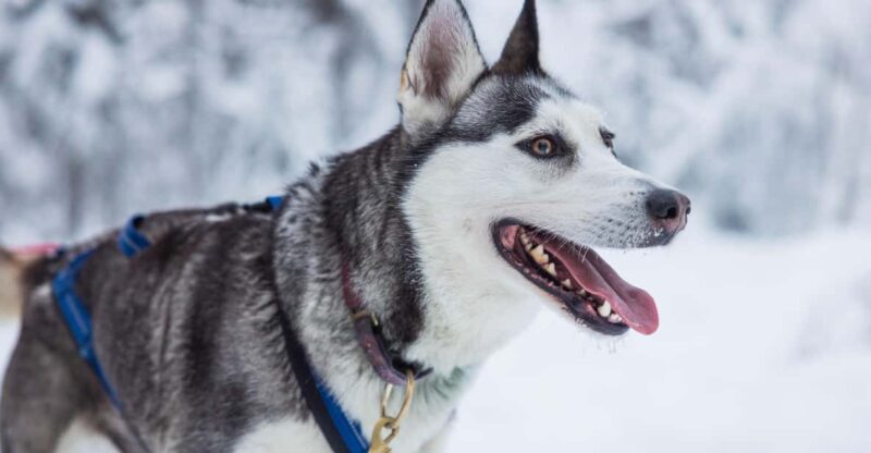 Rovaniemi: Husky Hugging and Sleigh Ride Adventure - Mobility Requirements