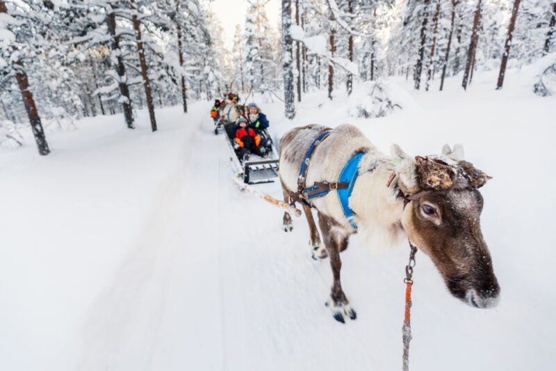 Rovaniemi: Husky & Reindeer Farm Visit With Snowmobile Ride - Driver Requirements