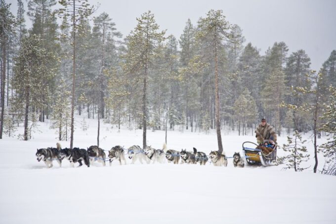 Rovaniemi: Husky & Reindeer Farm Visit With Snowmobile Ride - Customer Feedback