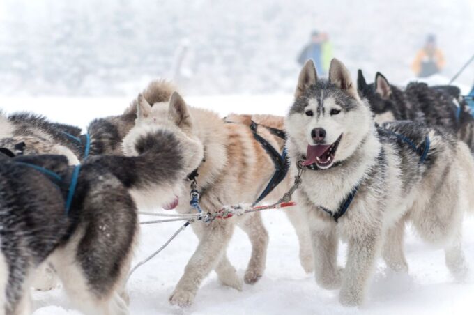 Rovaniemi: Husky & Reindeer Farm Visit With Snowmobile Ride - Frequently Asked Questions
