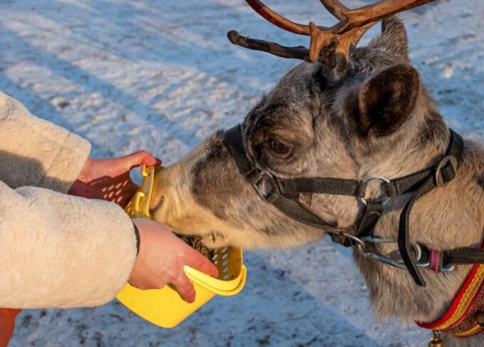 Rovaniemi: Husky & Reindeer Farm Visit With Snowmobile Ride - Sum Up