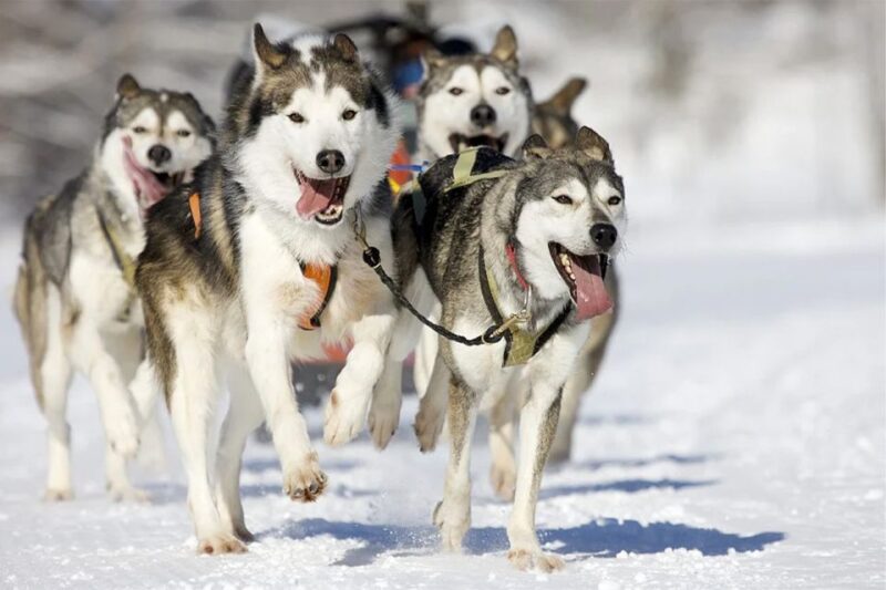 Rovaniemi: Husky Safari on a Snowy Trail - Husky Safari Overview