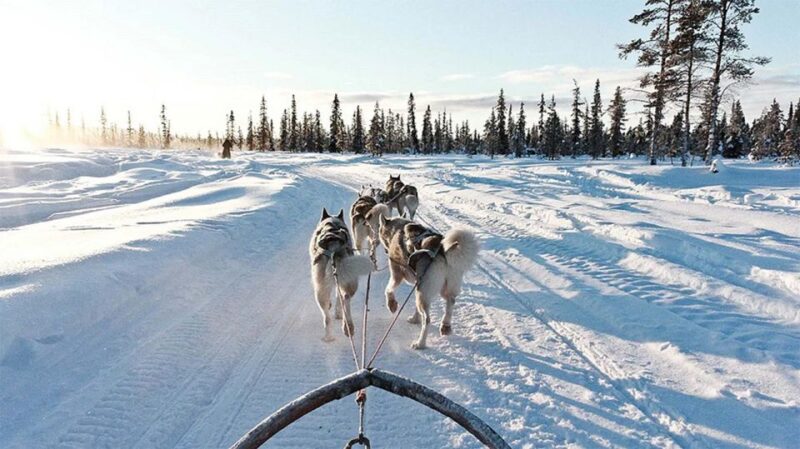 Rovaniemi: Husky Safari on a Snowy Trail - Important Reminders