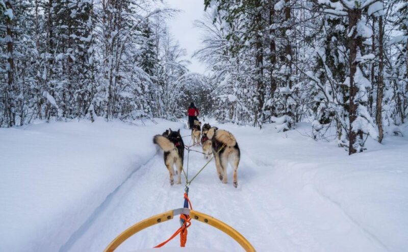Rovaniemi: Husky Safari Tour & 6-10 Km Self-Driving Mushing - Tour Overview and Pricing