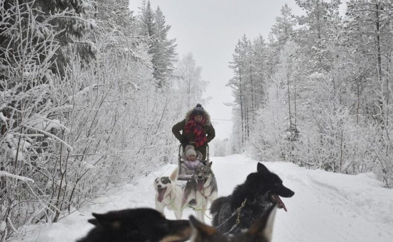 Rovaniemi: Husky Safari Tour & 6-10 Km Self-Driving Mushing - Highlights of the Experience