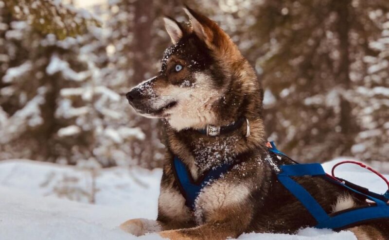 Rovaniemi: Husky Safari Tour & 6-10 Km Self-Driving Mushing - Recommended Attire and Restrictions