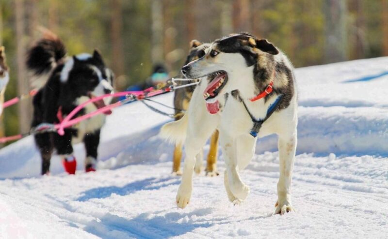 Rovaniemi: Husky Safari Tour & 6-10 Km Self-Driving Mushing - Customer Feedback and Ratings