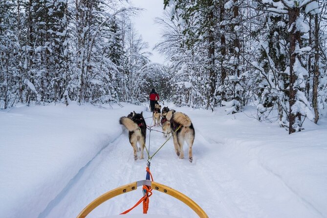 Rovaniemi: Husky Safari Tour & 6-10 Km Self-Driving Mushing - Riding With Energetic and Friendly Huskies