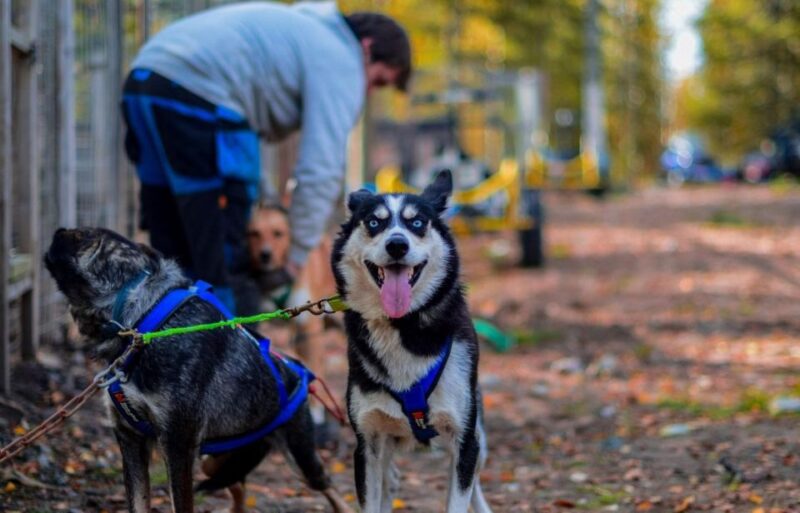 Rovaniemi: Husky Safari Tour & 6-10 Km Self-Driving Mushing - Tour Overview and Pricing