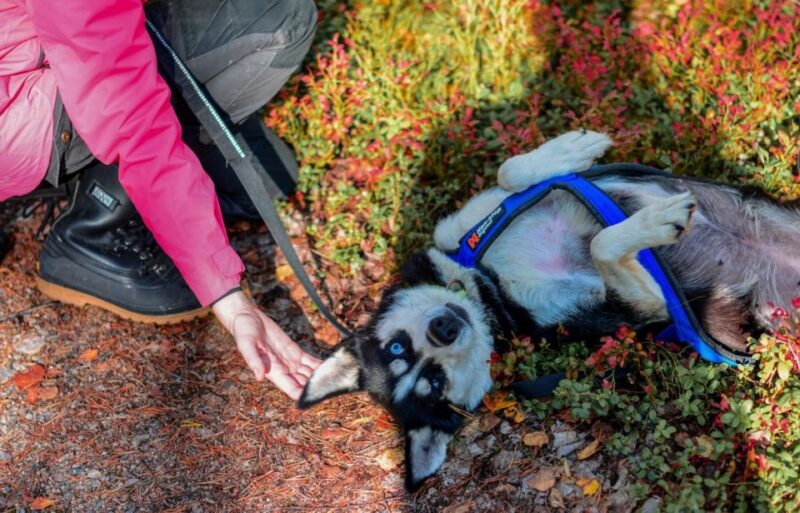 Rovaniemi: Husky Safari Tour & 6-10 Km Self-Driving Mushing - Inclusions and Requirements