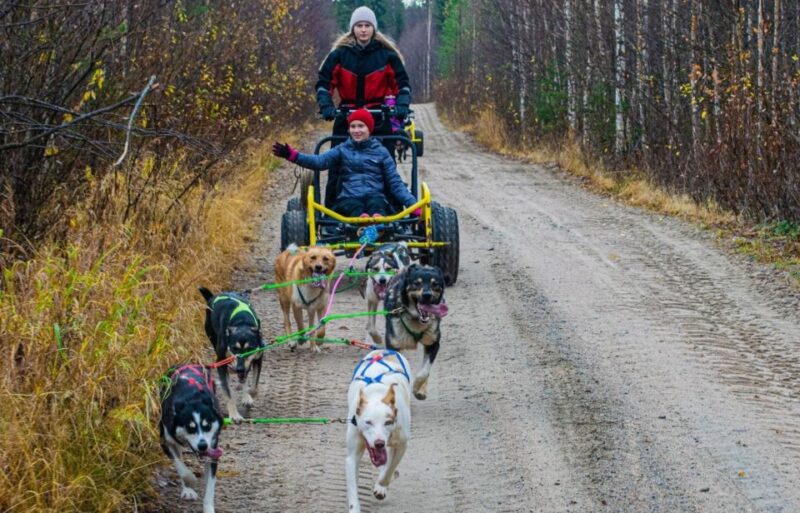 Rovaniemi: Husky Safari Tour & 6-10 Km Self-Driving Mushing - Husky Sled Driving Techniques