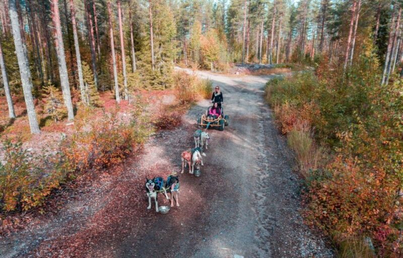 Rovaniemi: Husky Safari Tour & 6-10 Km Self-Driving Mushing - Laplands Scenic Landscapes