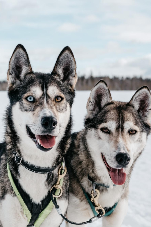 Rovaniemi: Husky Sled Ride and Farm Visit - Good To Know