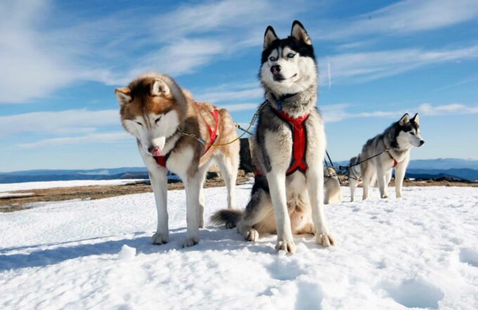 Rovaniemi: Husky Sled Ride and Farm Visit - Additional Information
