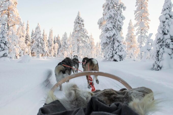 Rovaniemi: Husky Sled Ride and Farm Visit - Frequently Asked Questions