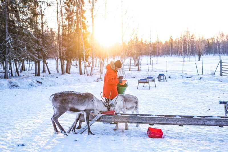 Rovaniemi: Local Reindeer Farm Visit With 2 Km Sleigh Ride - Tour Overview and Pricing