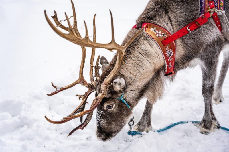 Rovaniemi: Local Reindeer Farm Visit With 2 Km Sleigh Ride - Photography and Memories
