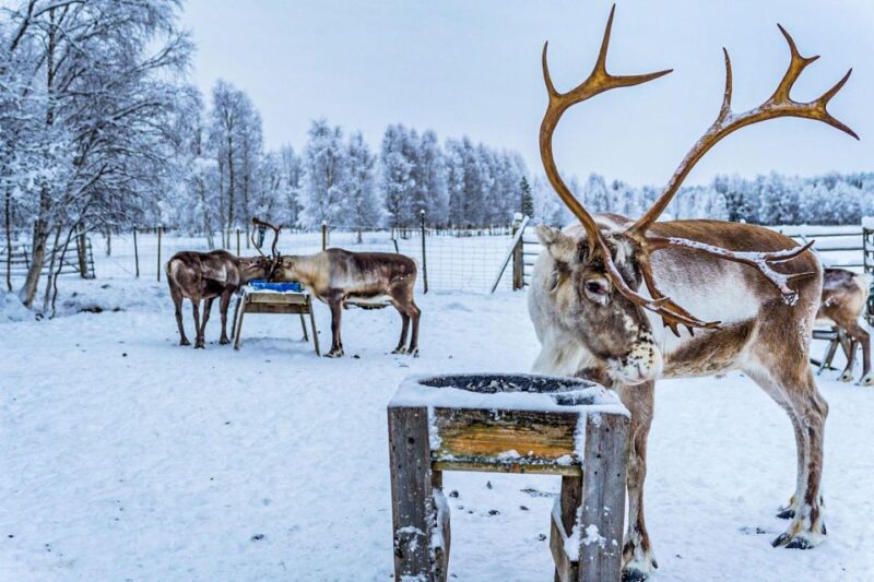 Rovaniemi: Local Reindeer Farm Visit With 2 Km Sleigh Ride - Activities at the Farm