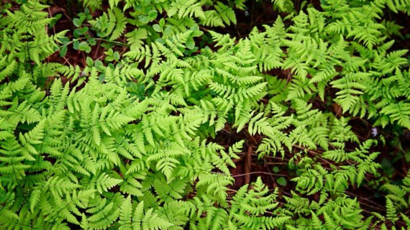 Rovaniemi: Magical Forest Hiking Adventure Tour & BBQ - Cultural and Historical Significance