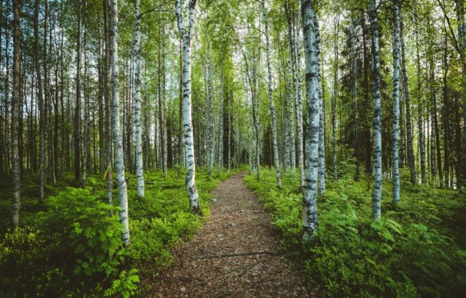 Rovaniemi: Magical Forest Hiking Adventure Tour & BBQ - Frequently Asked Questions