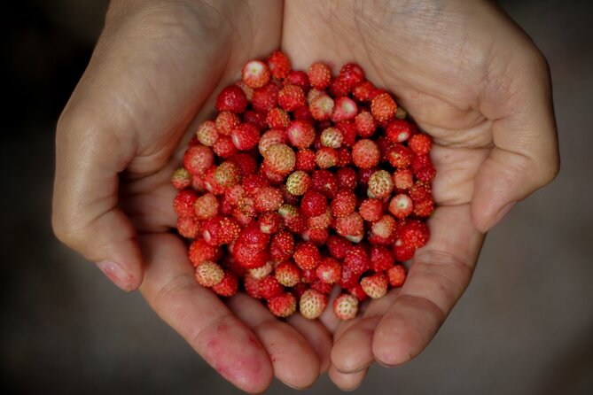 Rovaniemi: Mushrooms & Wild Berries Picking Tour - Key Points