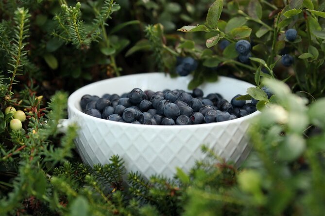 Rovaniemi: Mushrooms & Wild Berries Picking Tour - Cancellation Policy